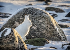 Arctic-Hare